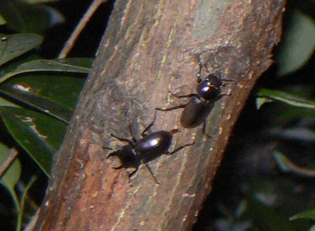 川縁のヤナギ(左)_コクワガタのペア_2021年6月28日20時10分頃 気温25度